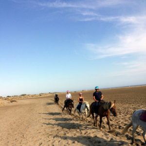 cheval à la Grande Motte