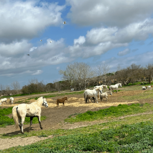 chevaux_sauvages_safari